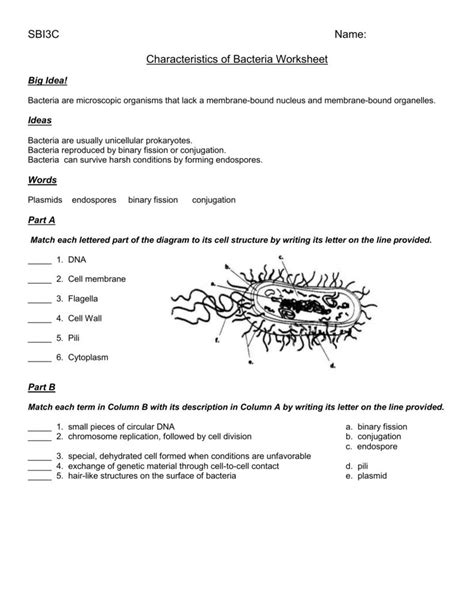 characteristics of bacteria worksheet answer key